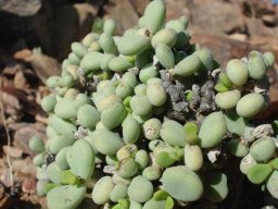 Portulacaria